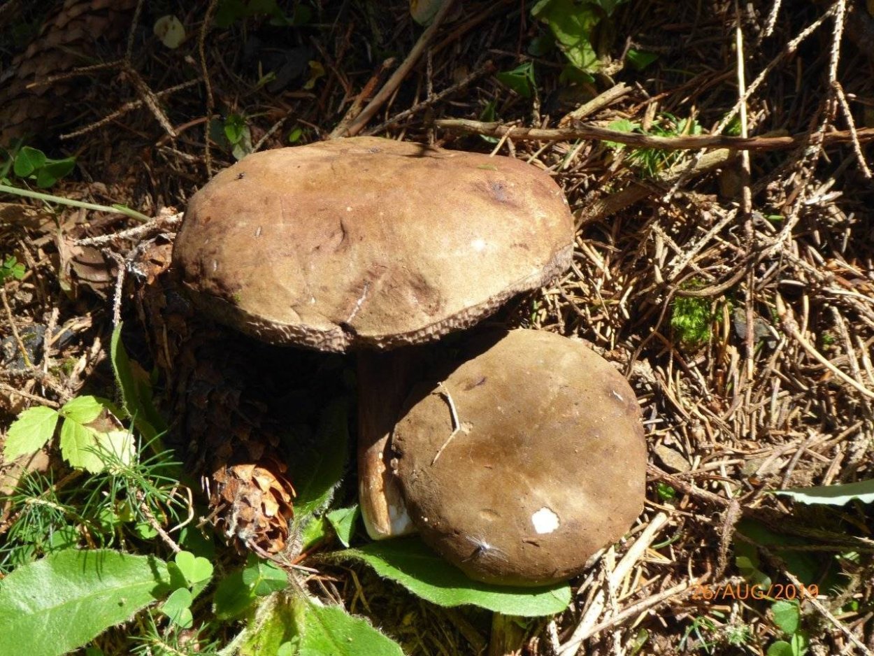 Порфировик красноспоровый