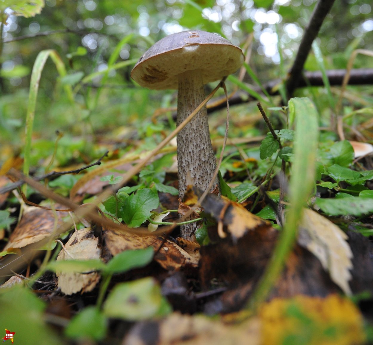 Грибы масленок подберезовик обабок