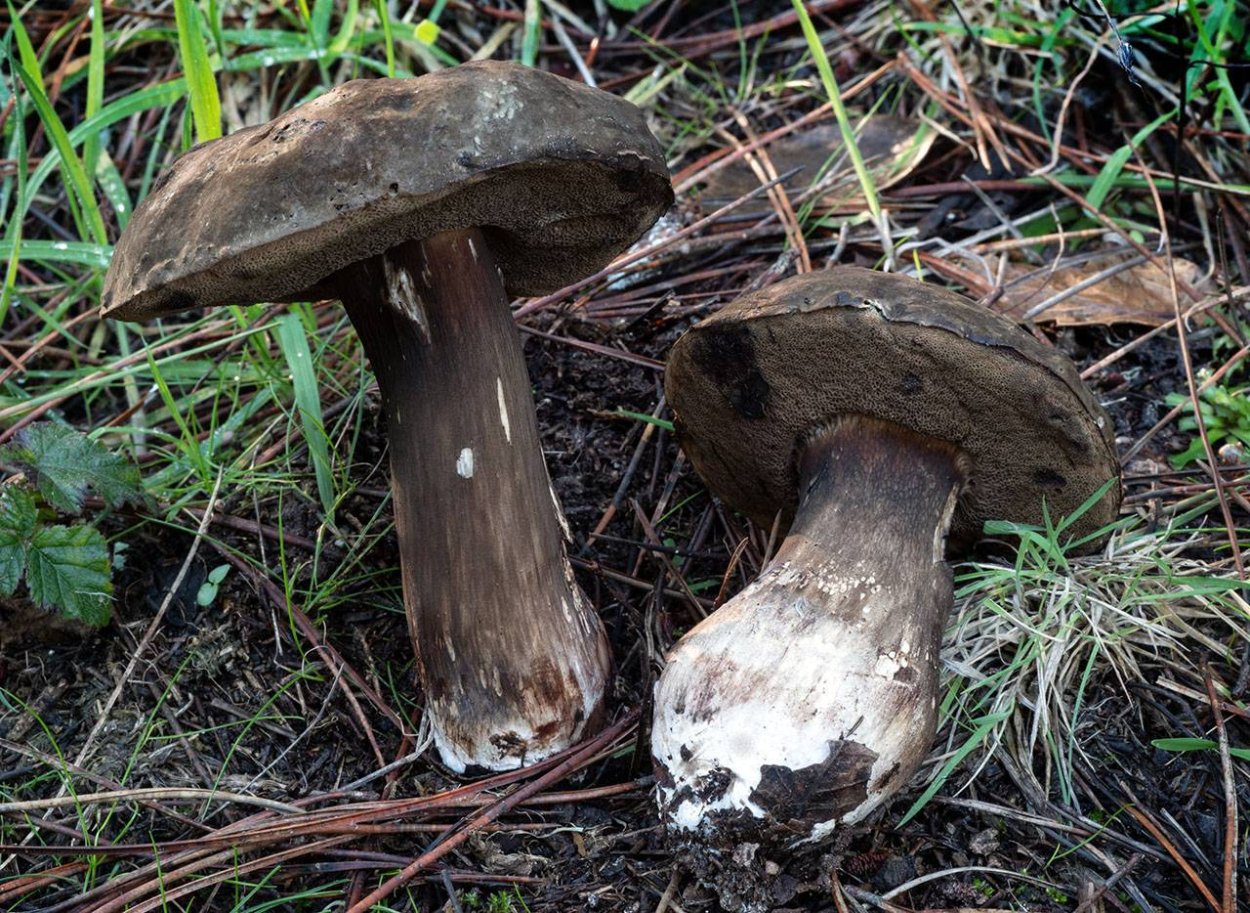 Порфировик ложноберёзовиковый