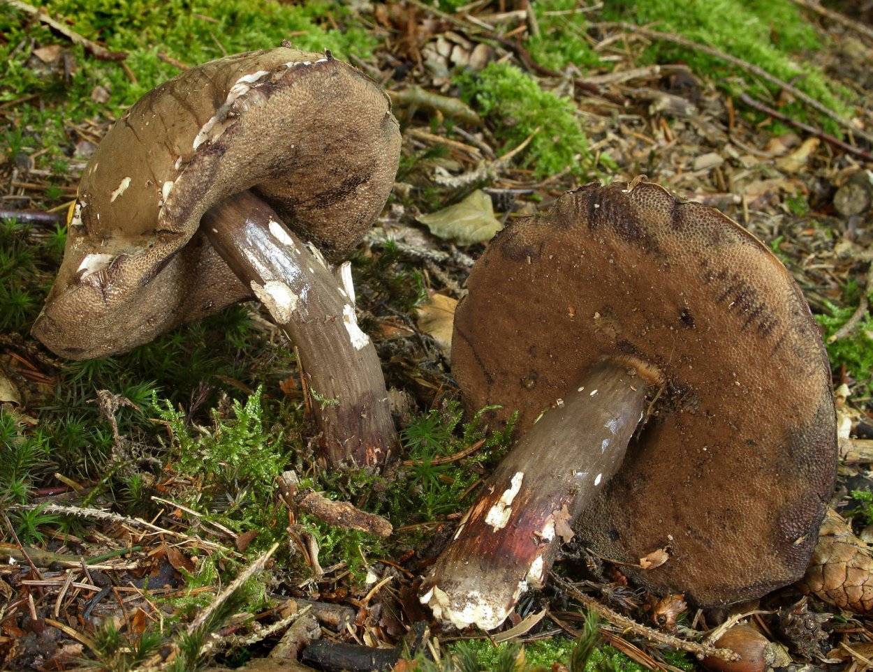 Порфировик ложноберезовиковый гриб