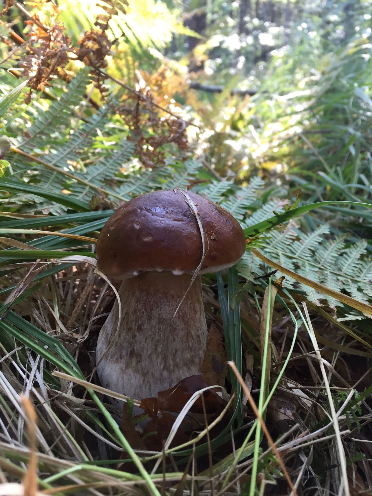 Грибы в тайге