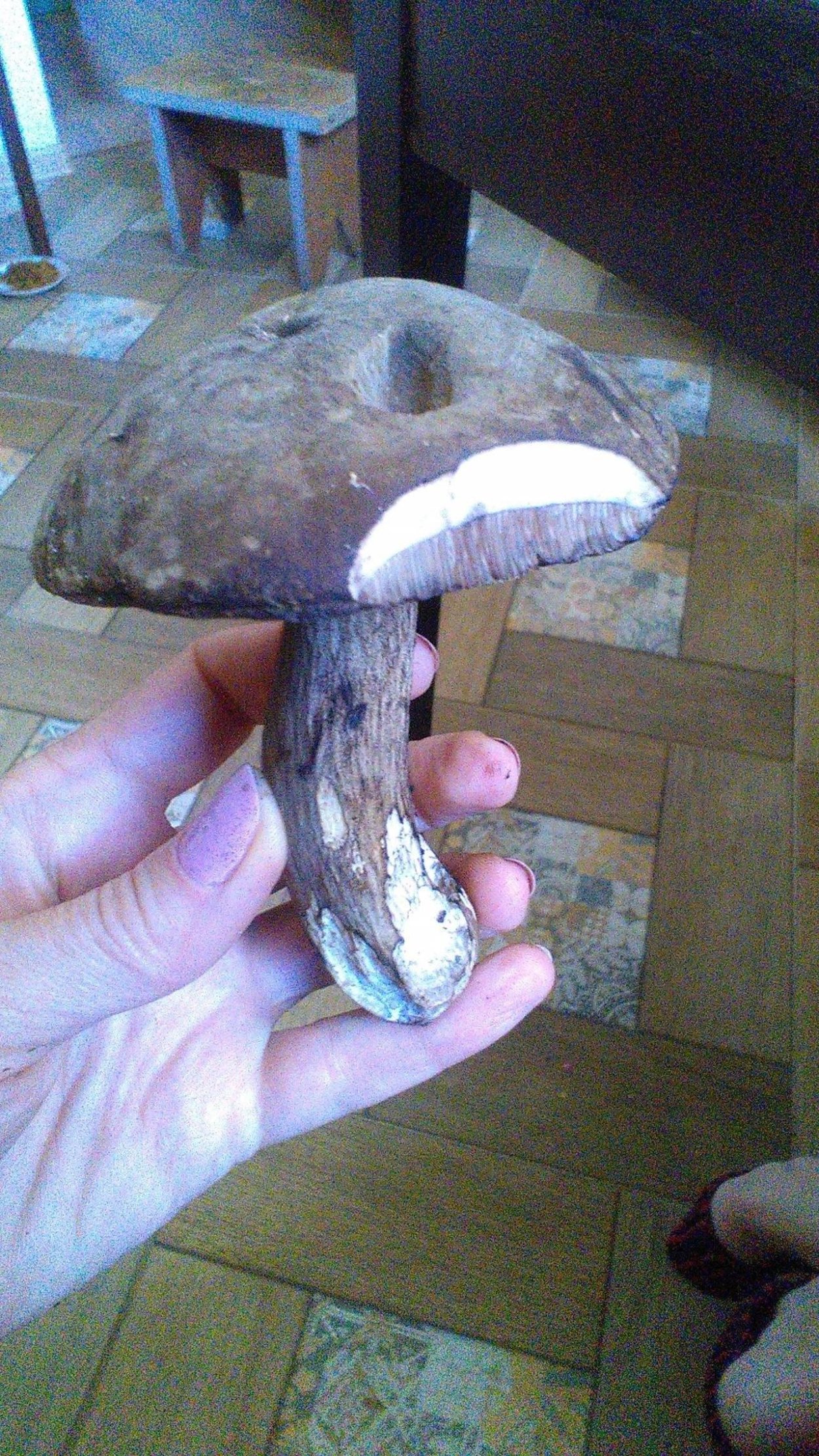 Гриб шишкогриб хлопьеножковый