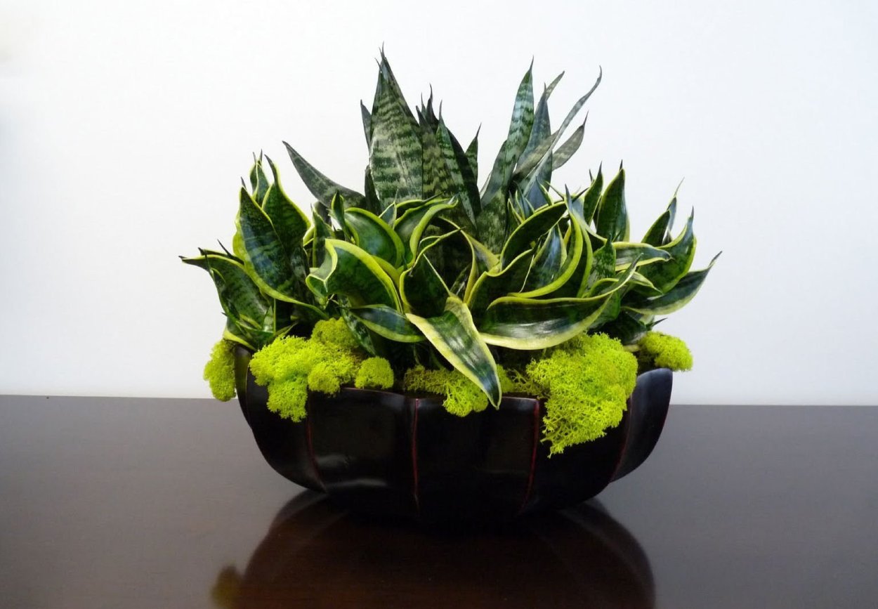 Сансевиерия Робуста (Sansevieria robusta)
