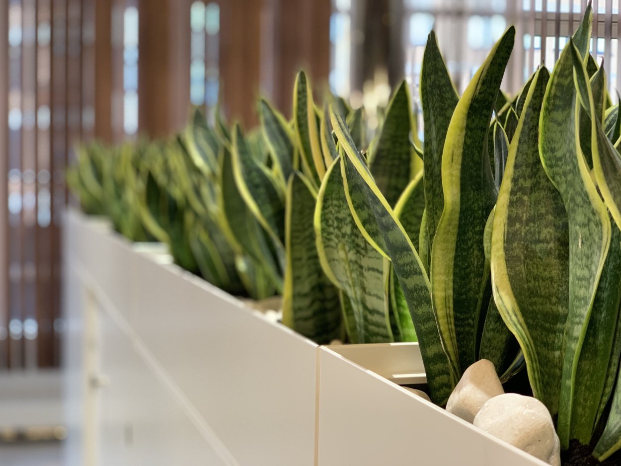 Сансевиерия трьохполосчаста (Sansevieria trifasciata).