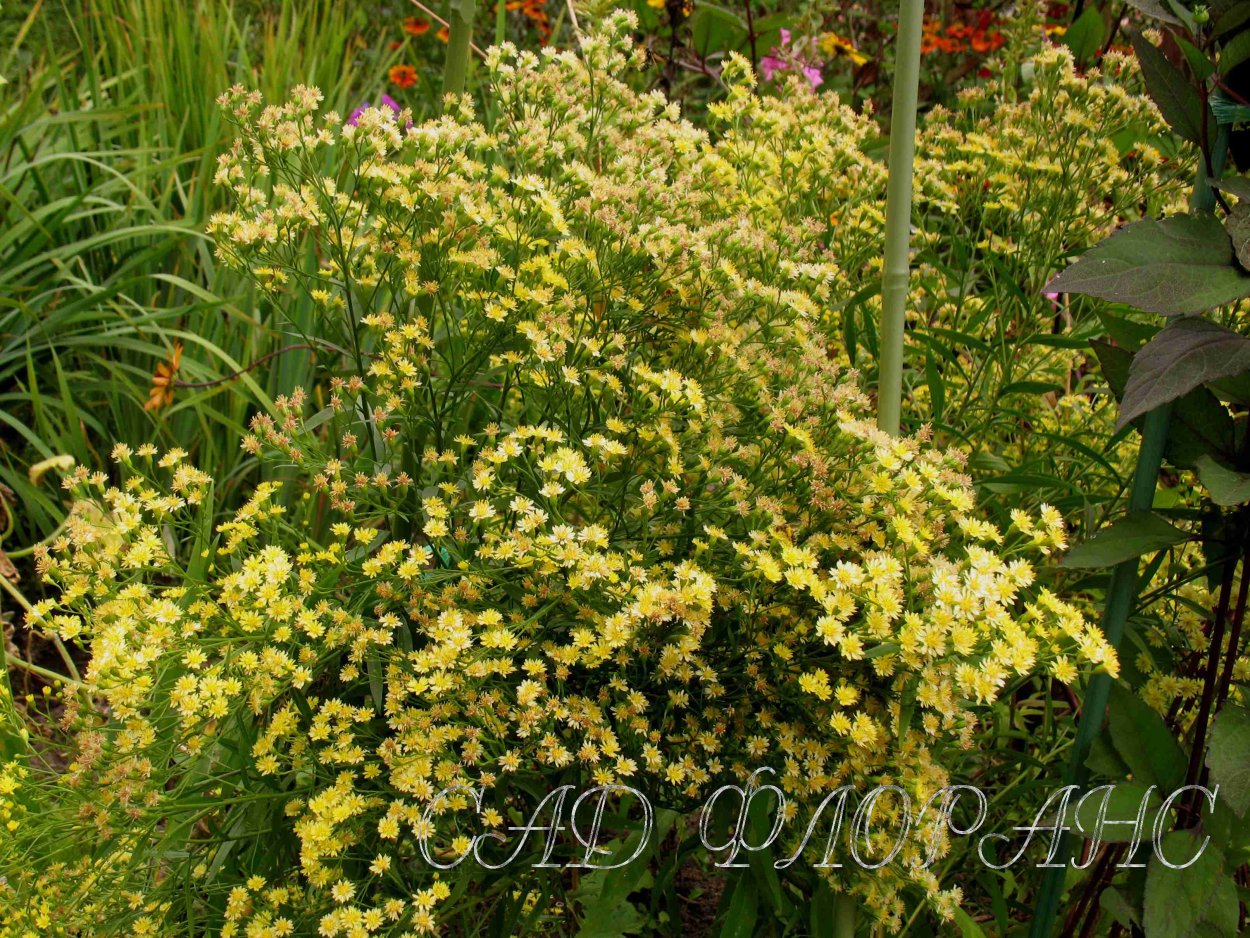 Астра Солидастер