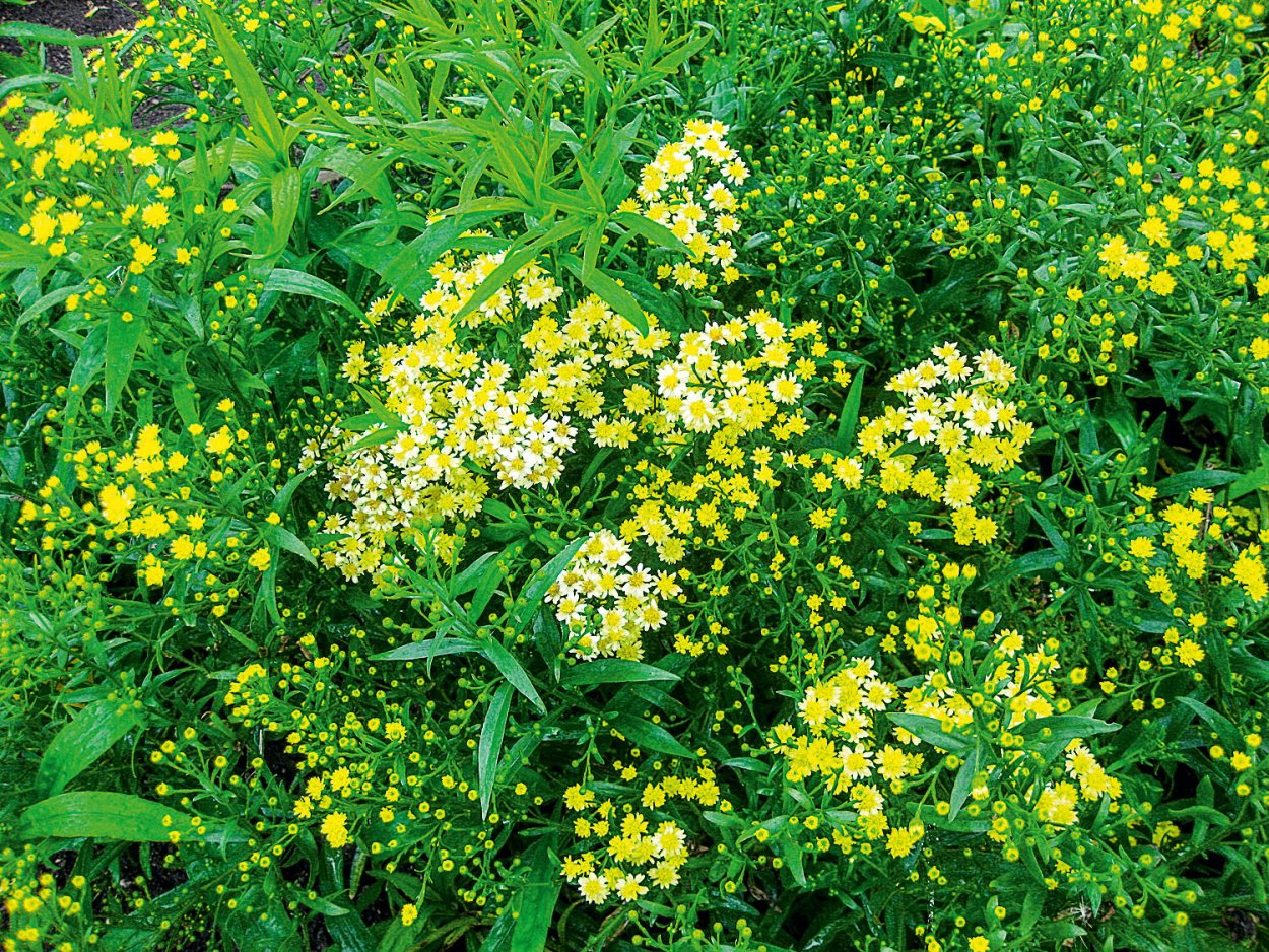 Солидастер бисерная Астра