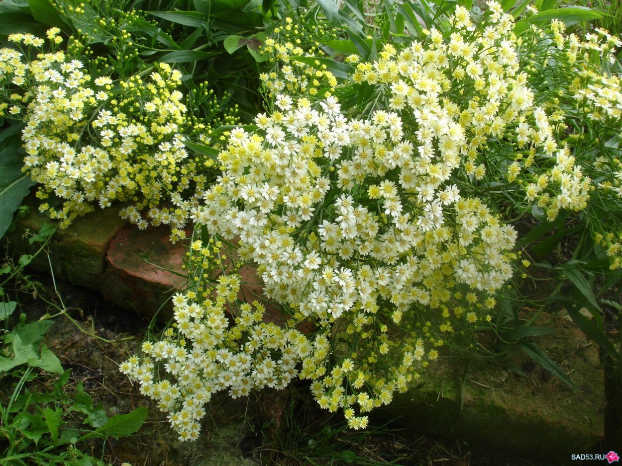 Солидастер бисерная Астра