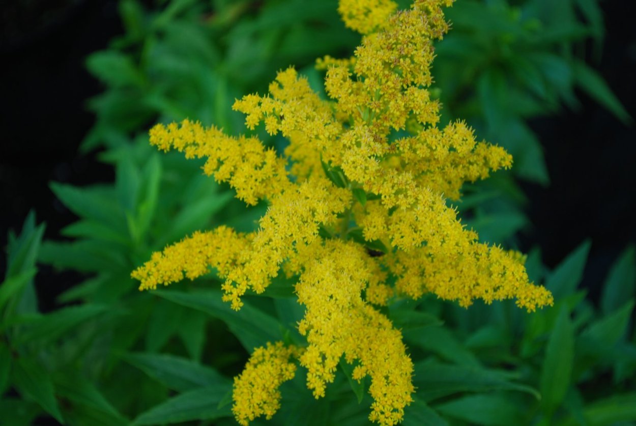 Солидаго скученый (Solidago glomerata &#96;Goldkind&#96;)