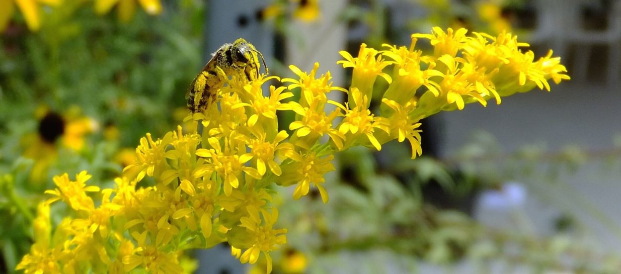 Alpina 08 (Goldenrod)