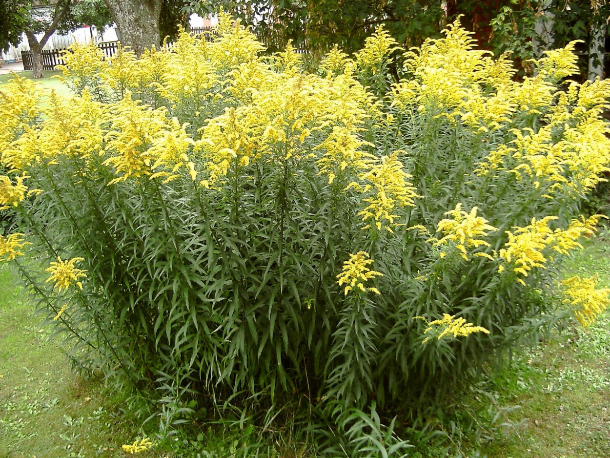 Золотарник канадский (солидаго)