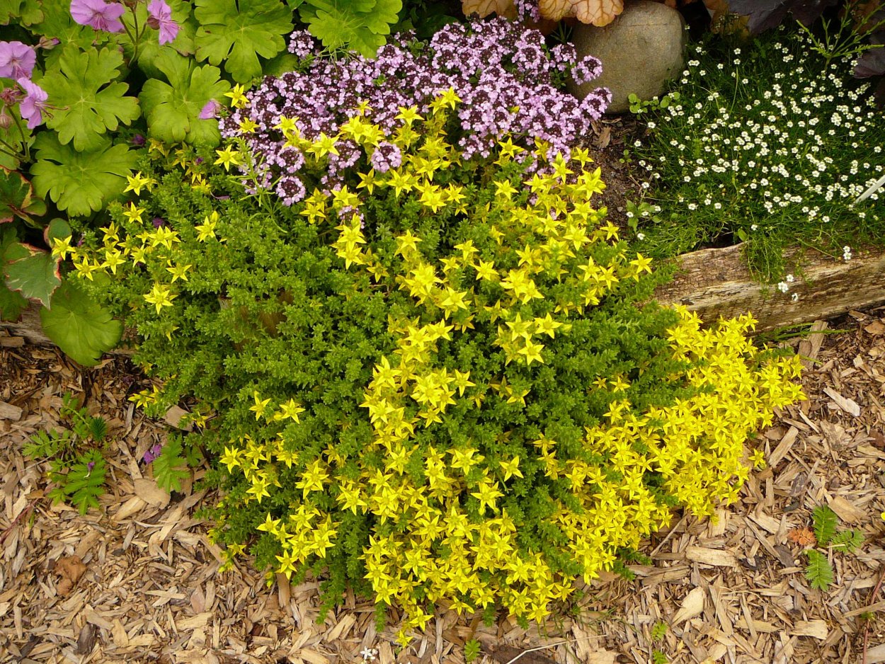 Солидастер Леморе