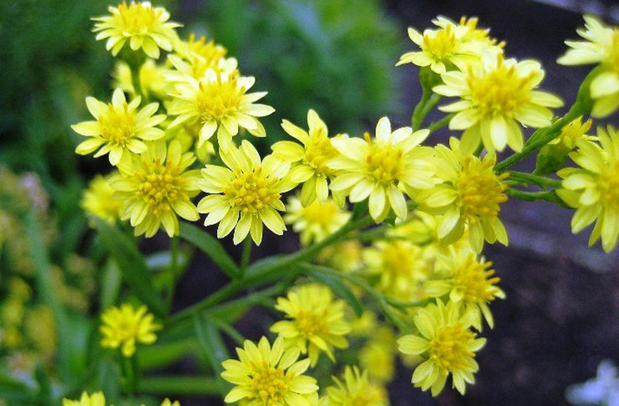 Золотарник Солидастер