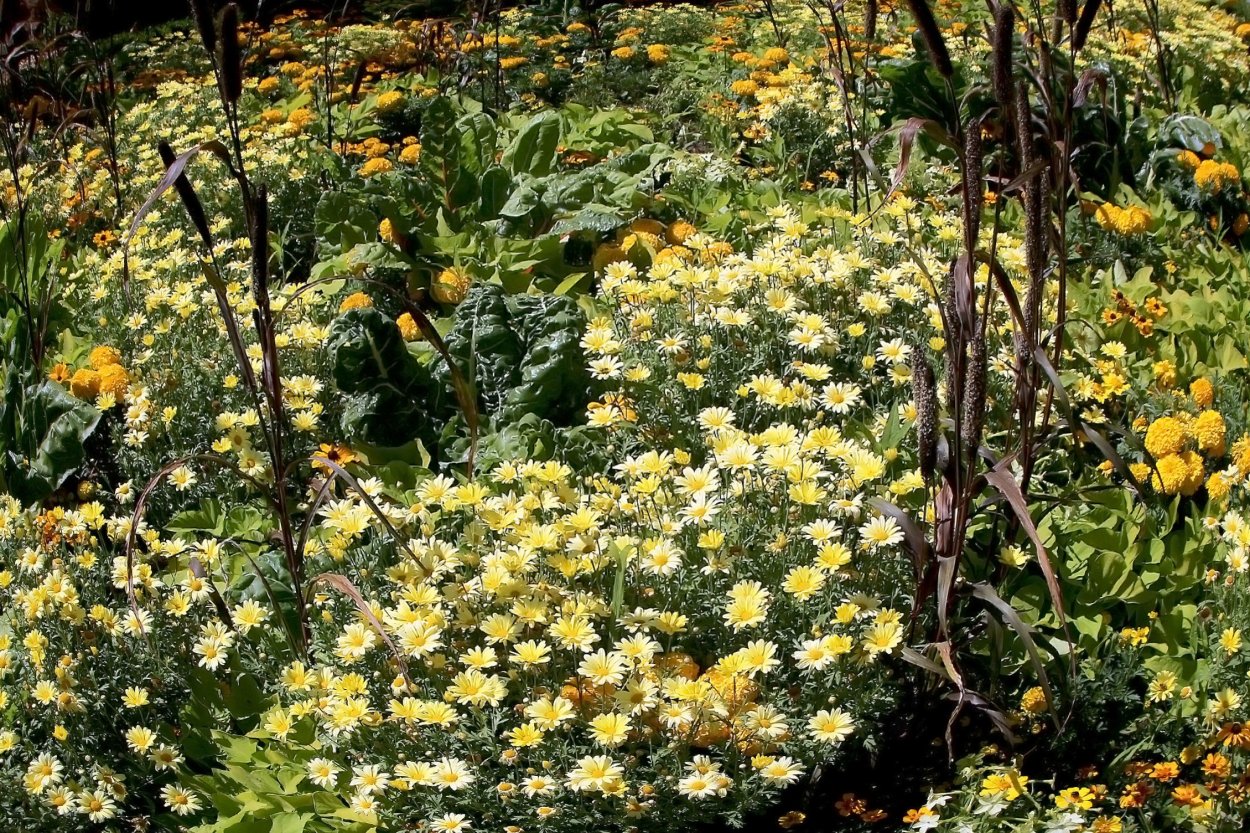 Золотарник Мимоза