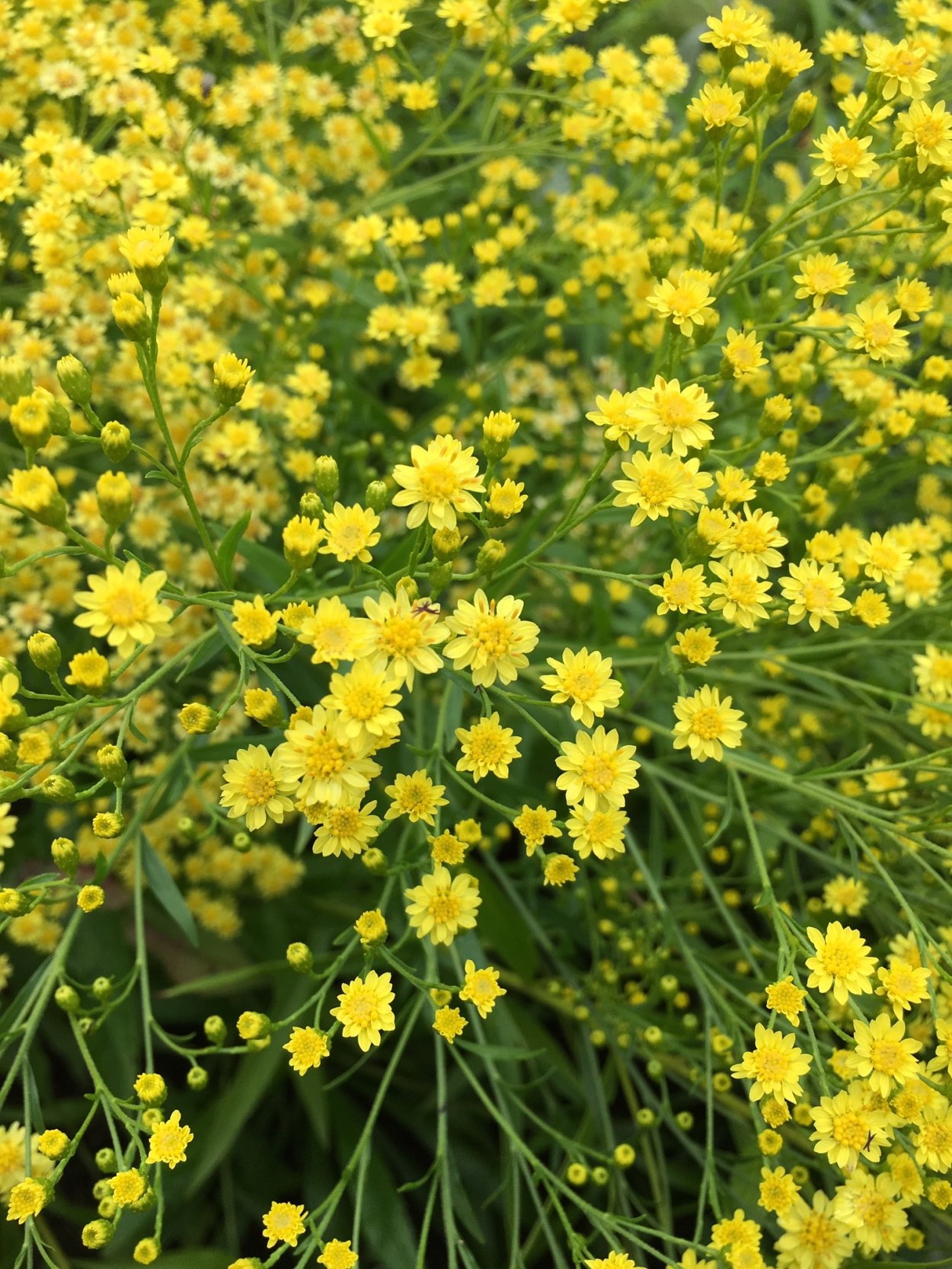 Солидастер желтый 'Lemore'