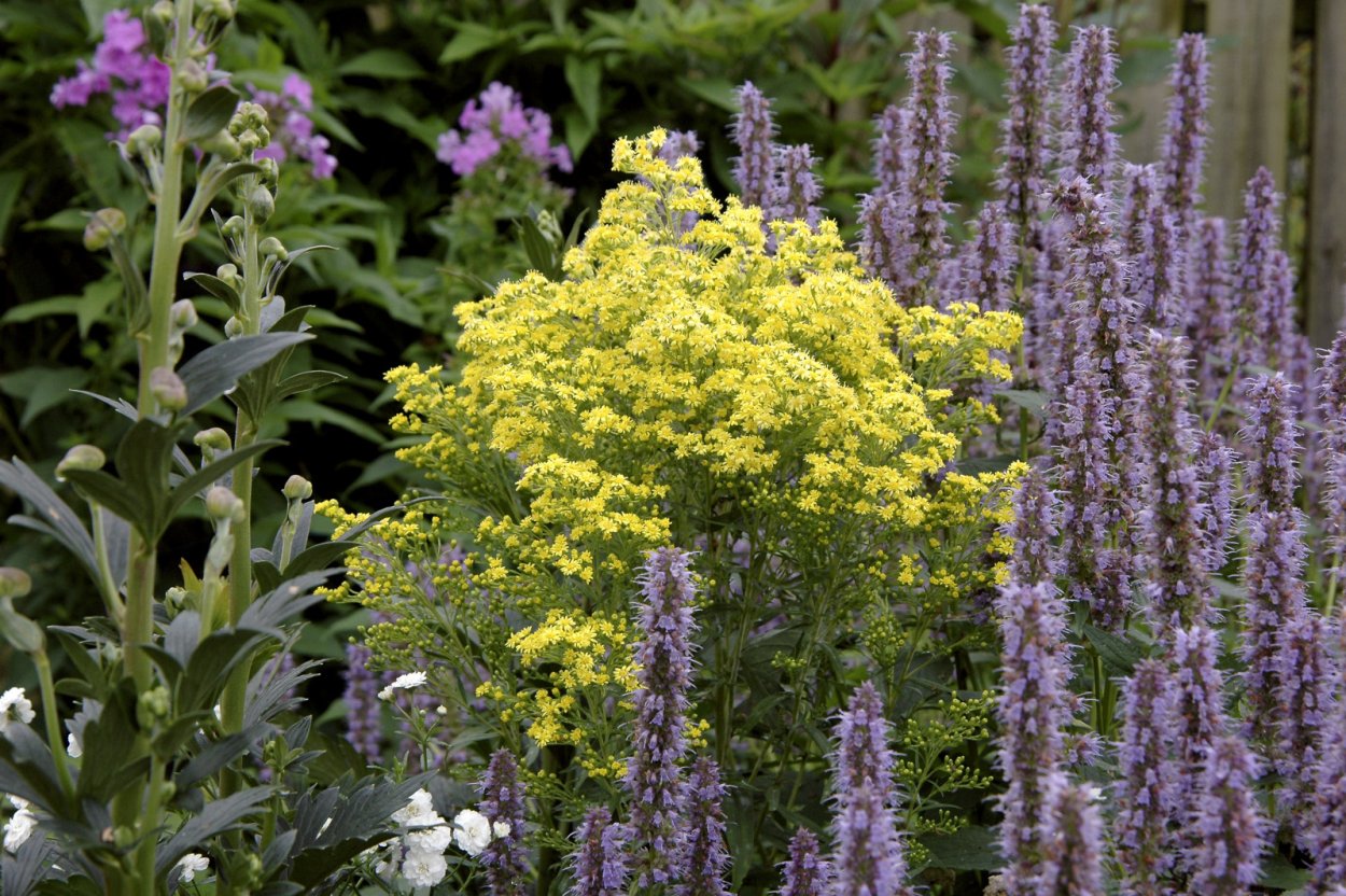 Солидастер желтый Леморе (бисерная Астра)