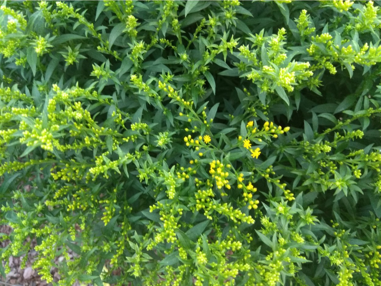 Солидастер желтый