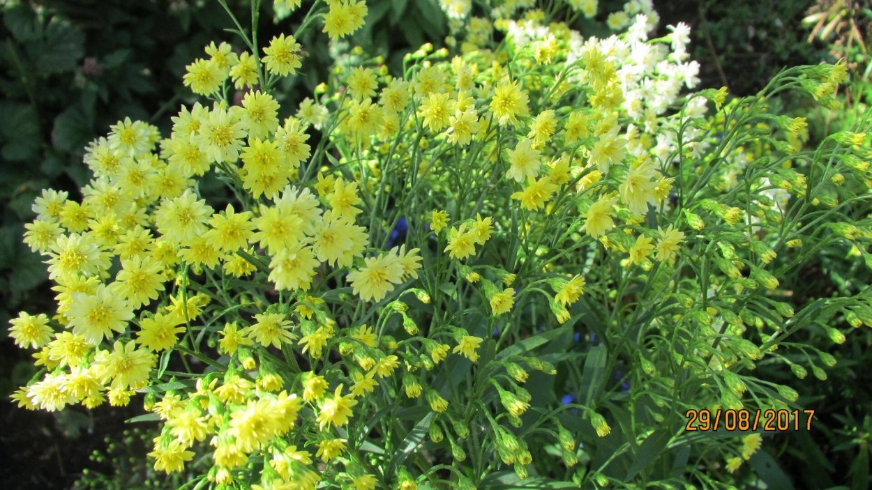 Солидастер гибридный Lemore