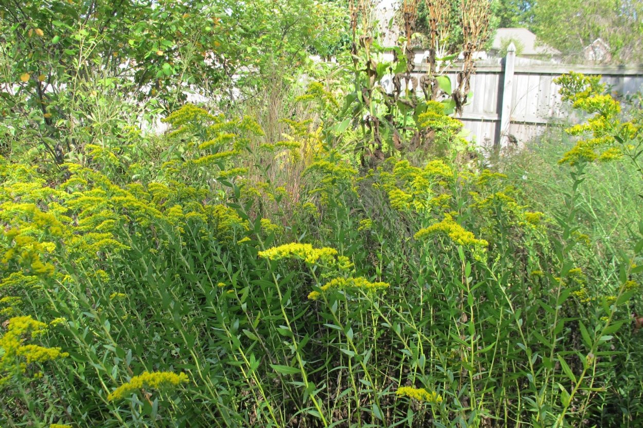 Солидастер желтый 'Lemore'