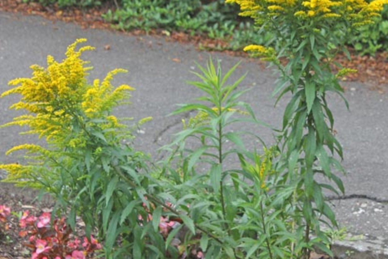 Золотарник гибридный Страхленкрон