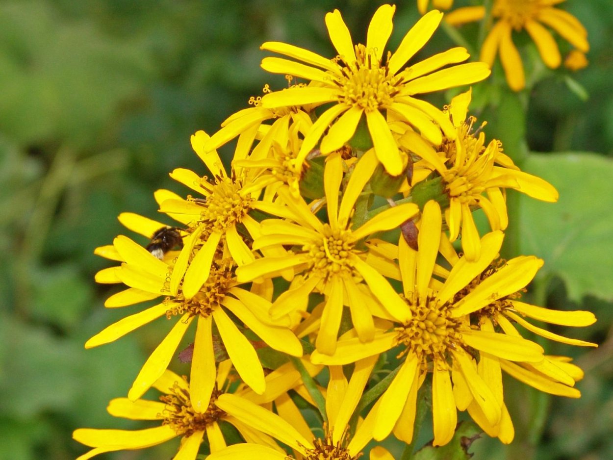 Алиссум скальный золотистый