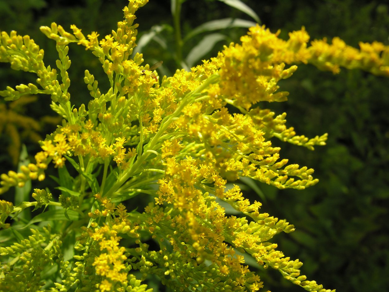 Солидаго 'Citronella'