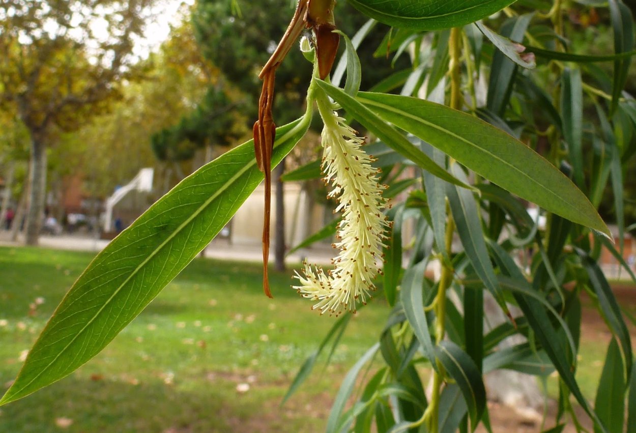 Ива ломкая Salix fragilis