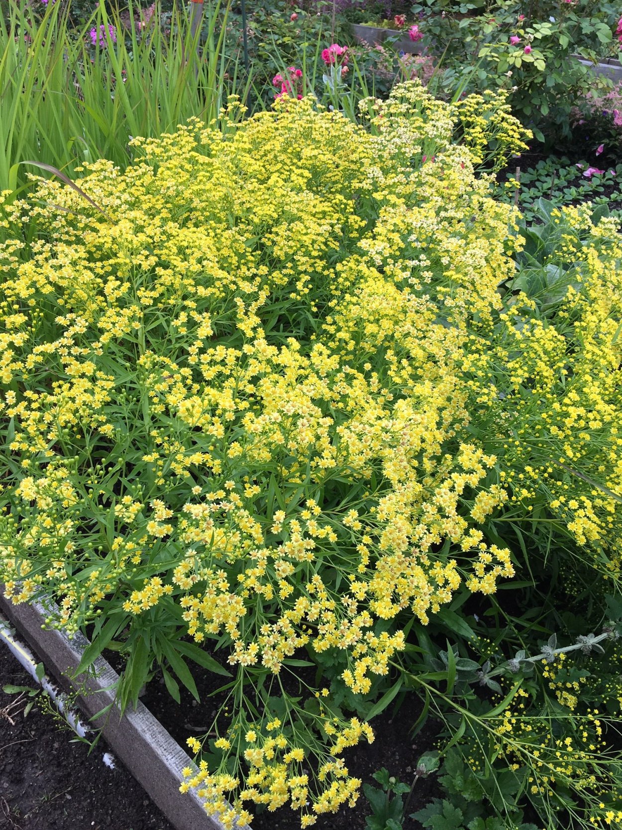 Солидастер желтый Леморе (бисерная Астра)