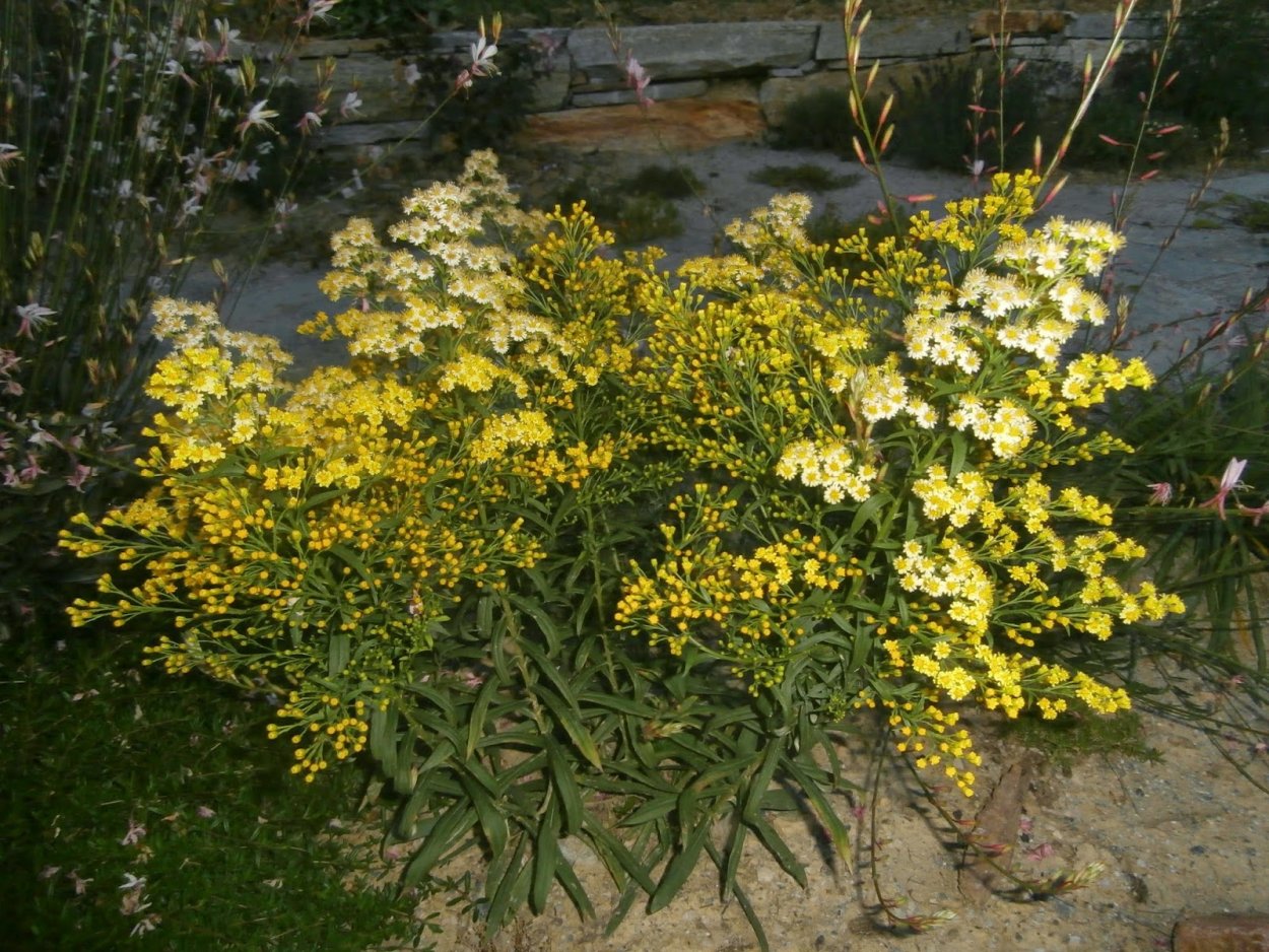 Солидастер бисерная Астра