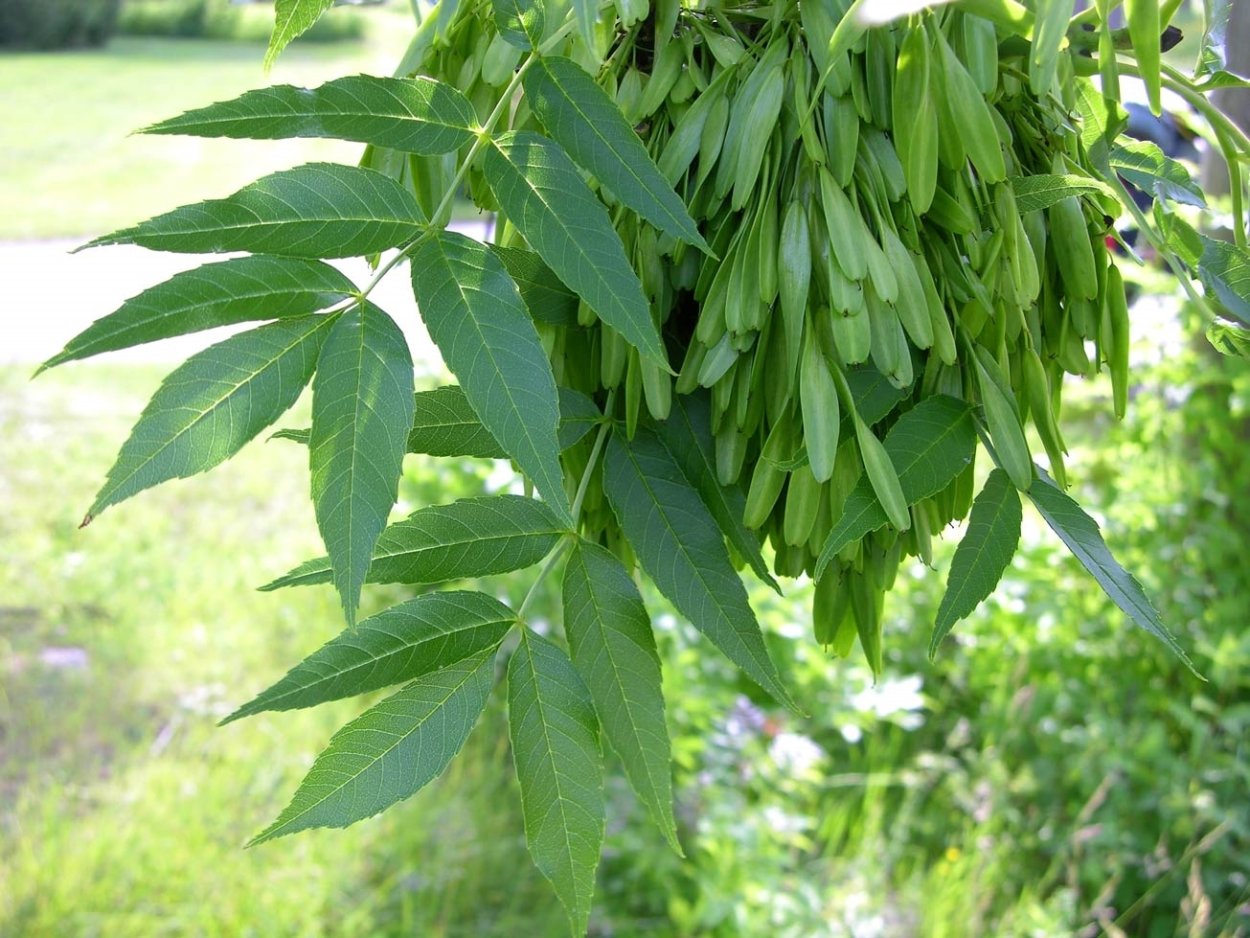 Ясень пенсильванский Fraxinus pennsylvanica
