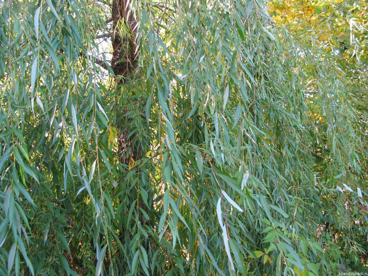 Ива белая (Salix Alba)