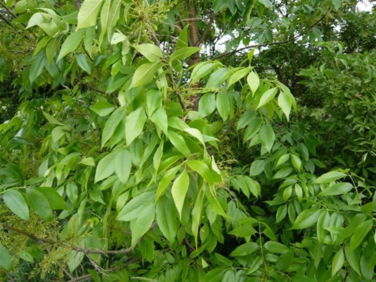 Ясень зеленый Fraxinus lanceolata