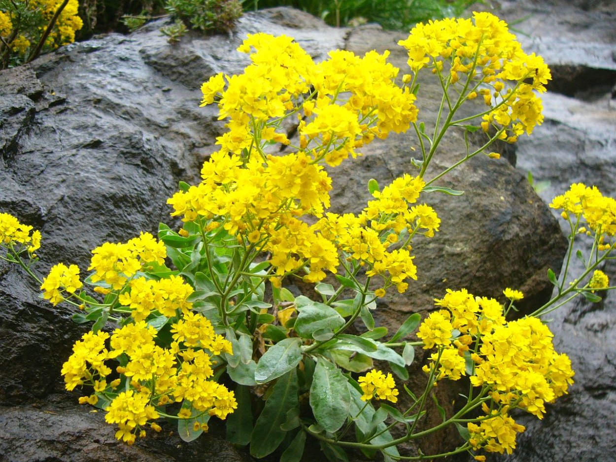 Манжетка гелениум