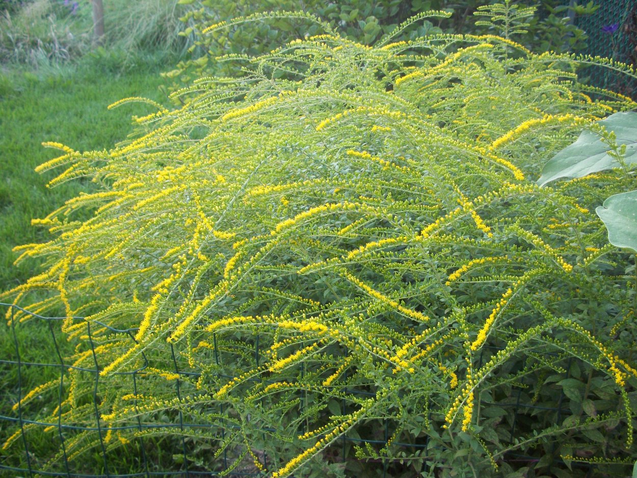 Золотарник солидаго