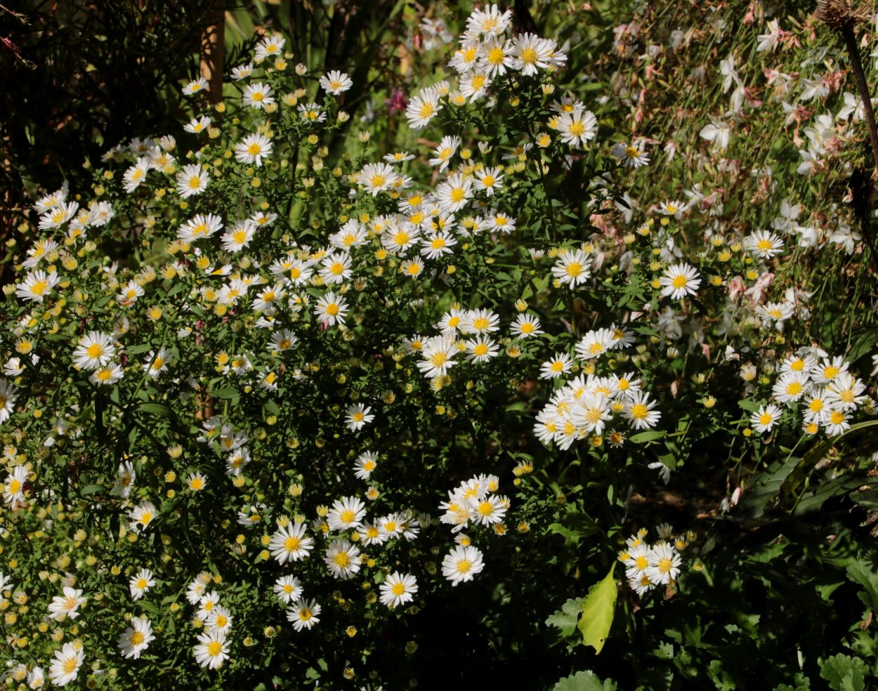 Мимоза цветет в Калифорнии