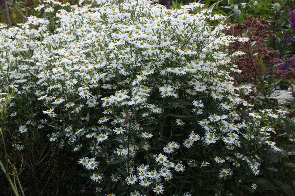 Солидастер бисерная Астра