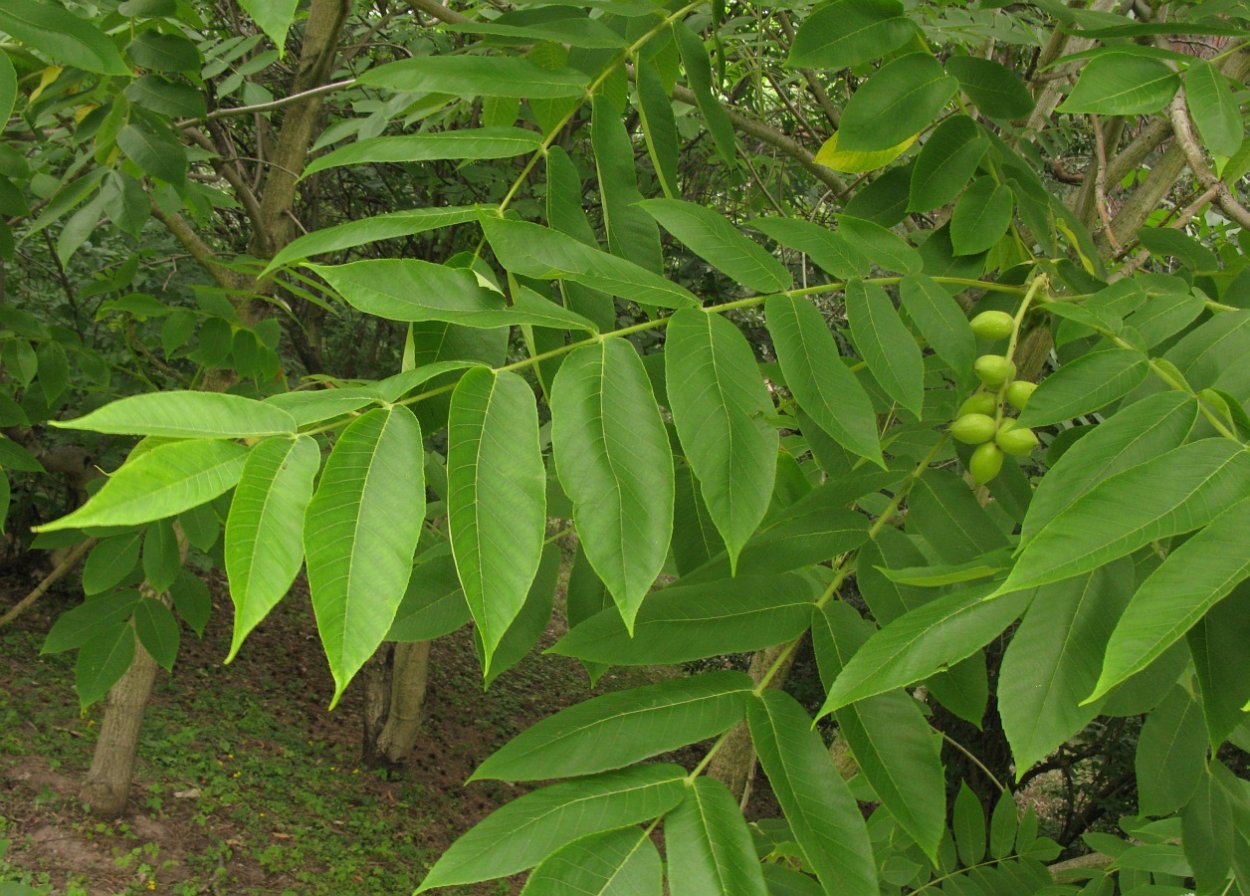 Орех сердцевидный, Juglans cordiformis