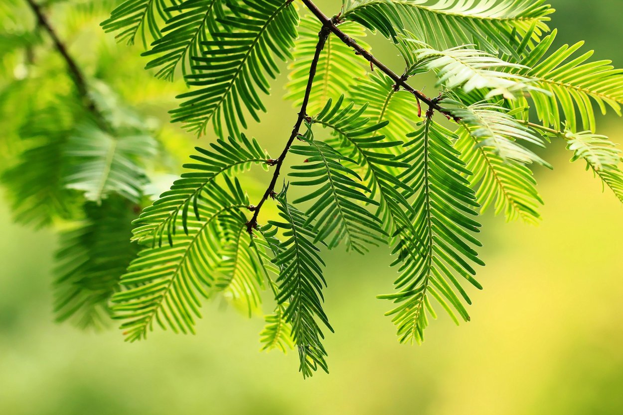 Acacia Хвойная