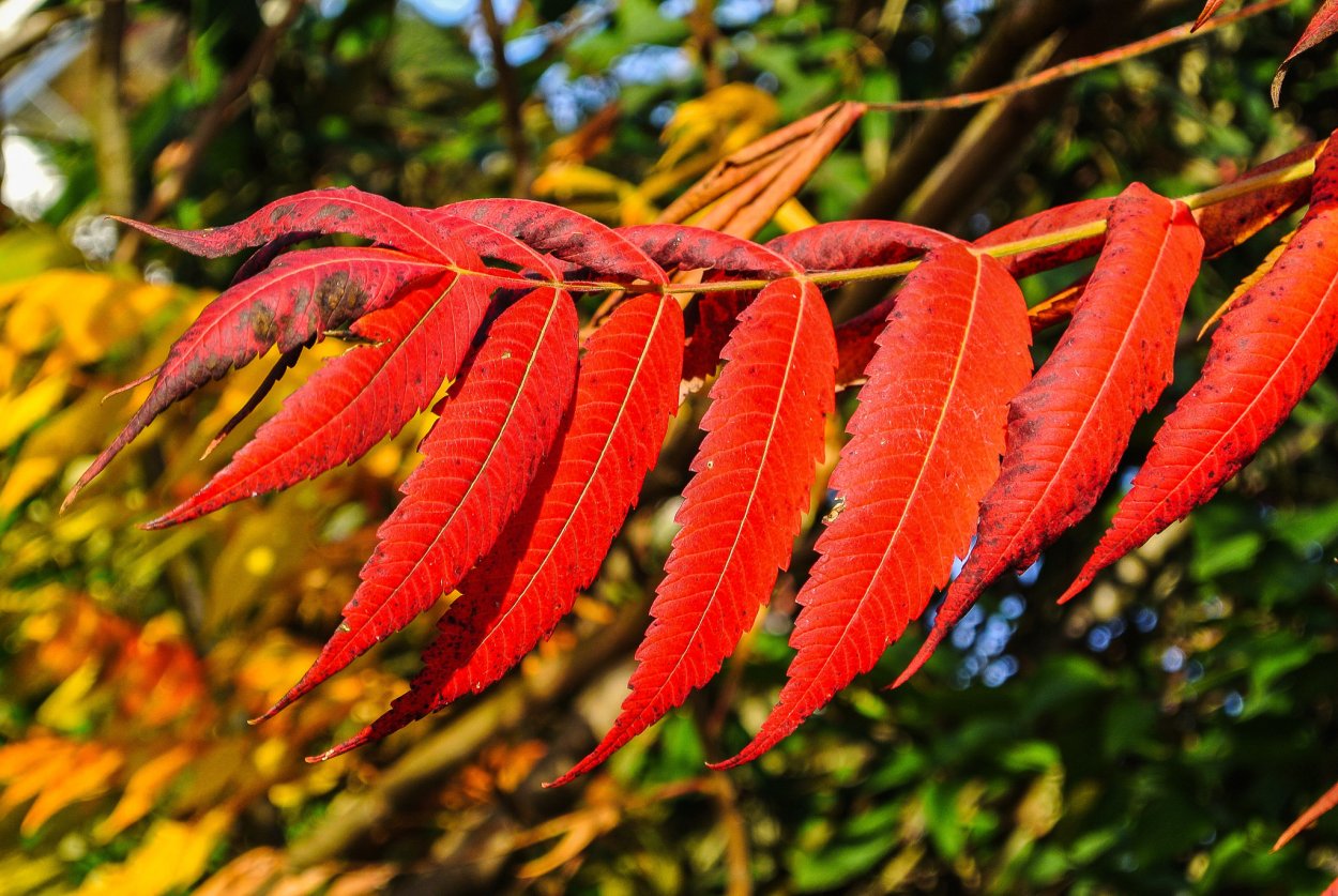 Дерево с красными узкими листьями