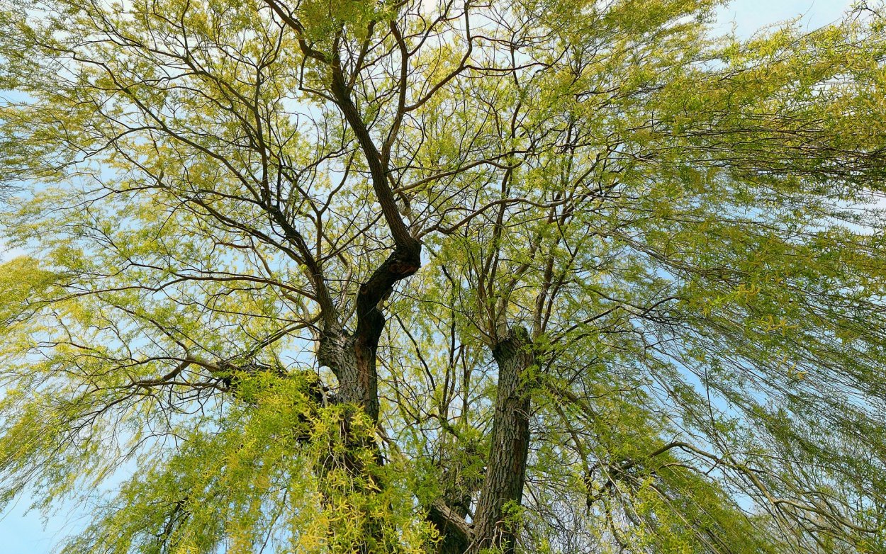 Тонкий ствол дерева