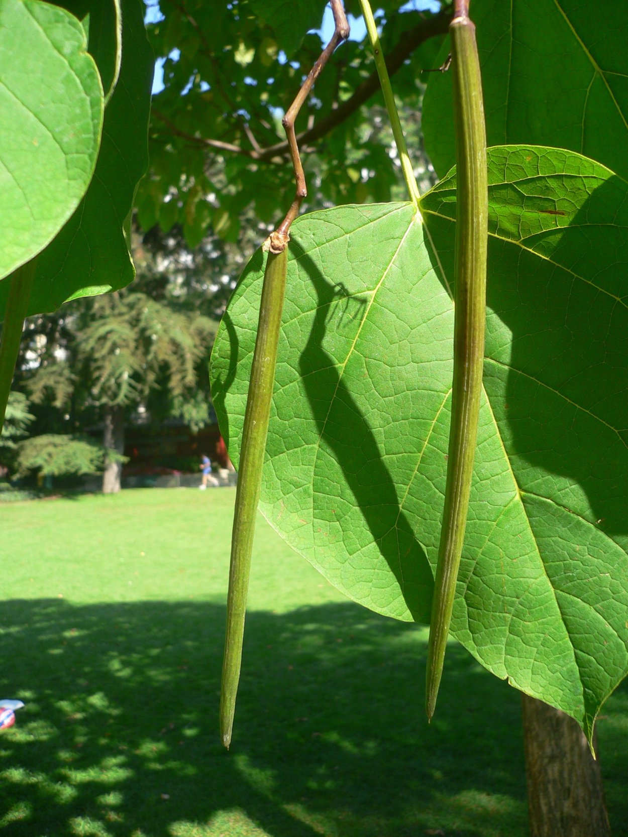 Катальпа бигнониевидная листья