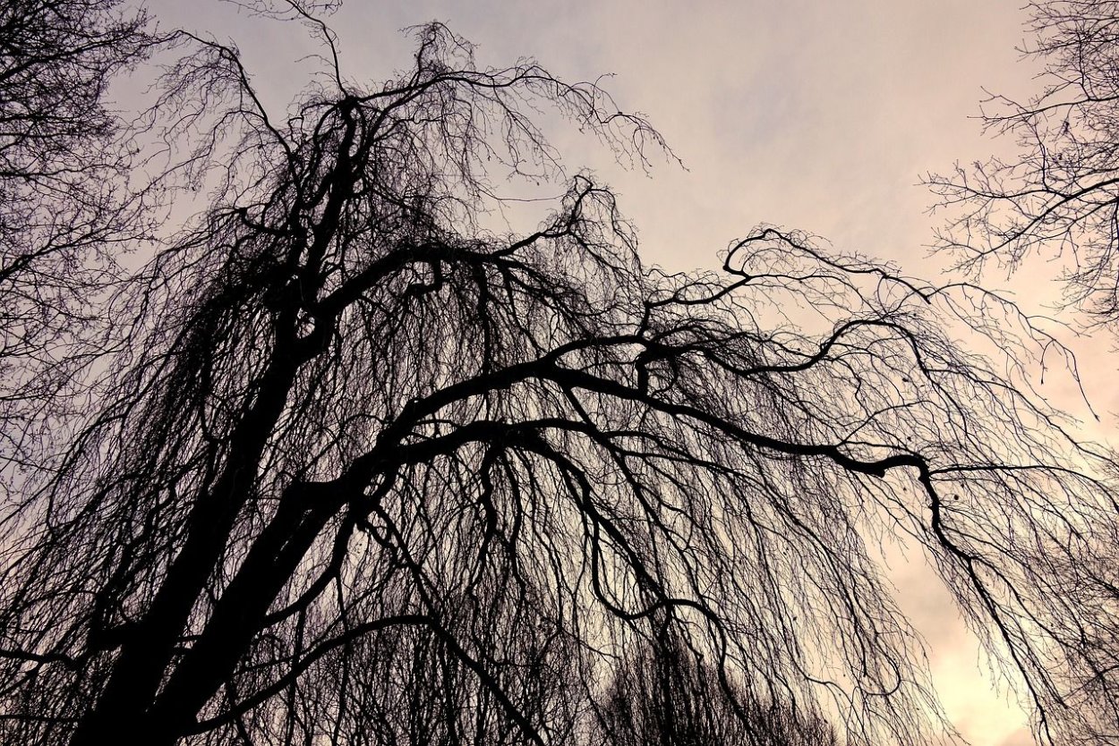 Ветка дерева