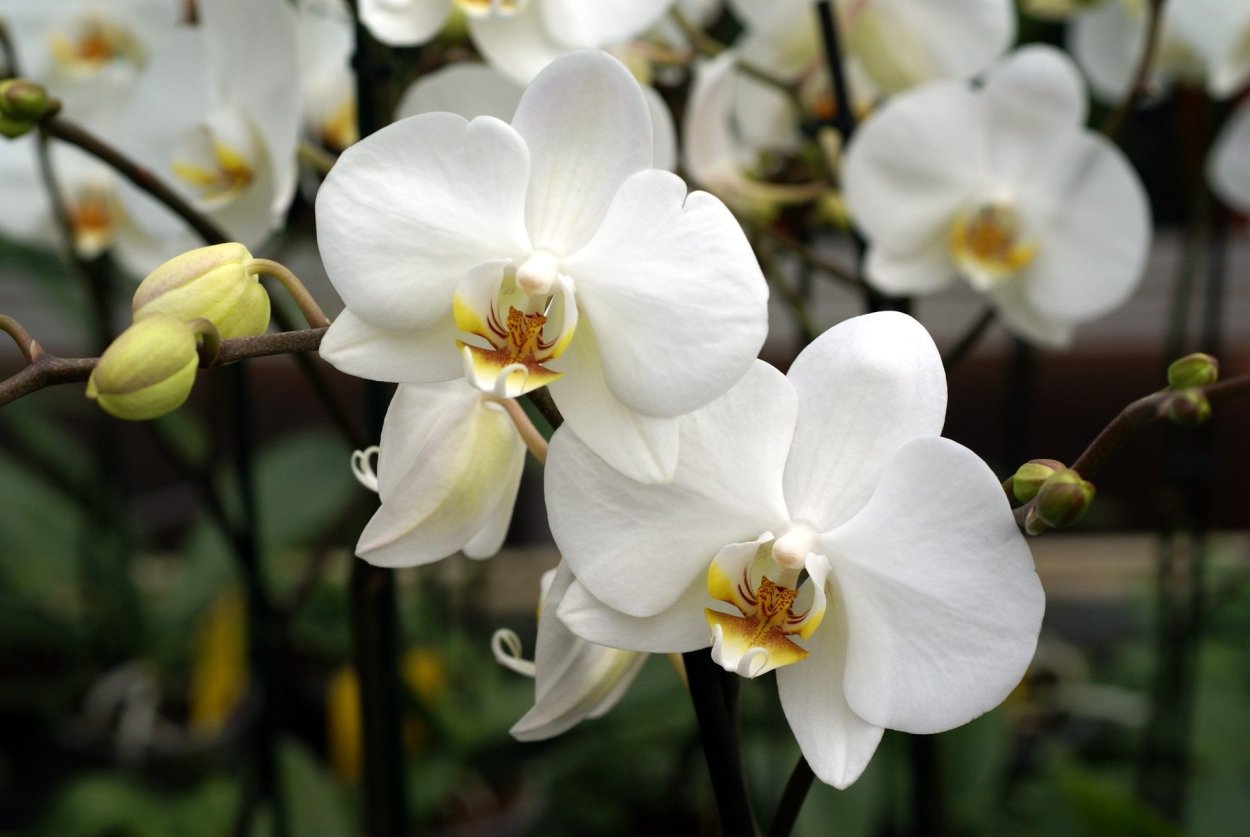 Орхидея Phalaenopsis Mariola