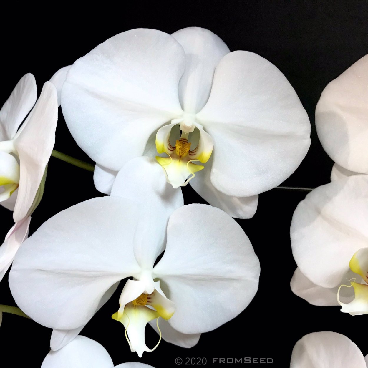 Фаленопсис Sogo Yukidian