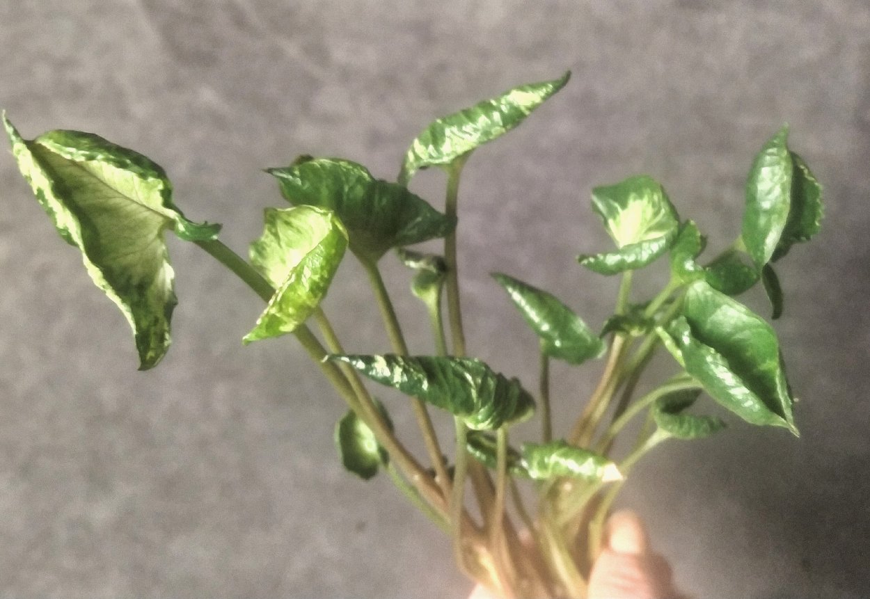 Алоказия сингониум