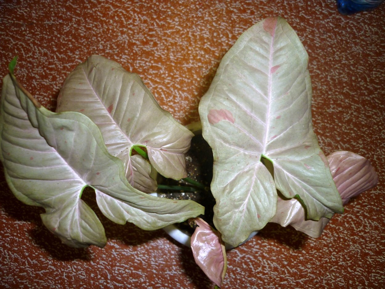 Сингониум в интерьере офиса