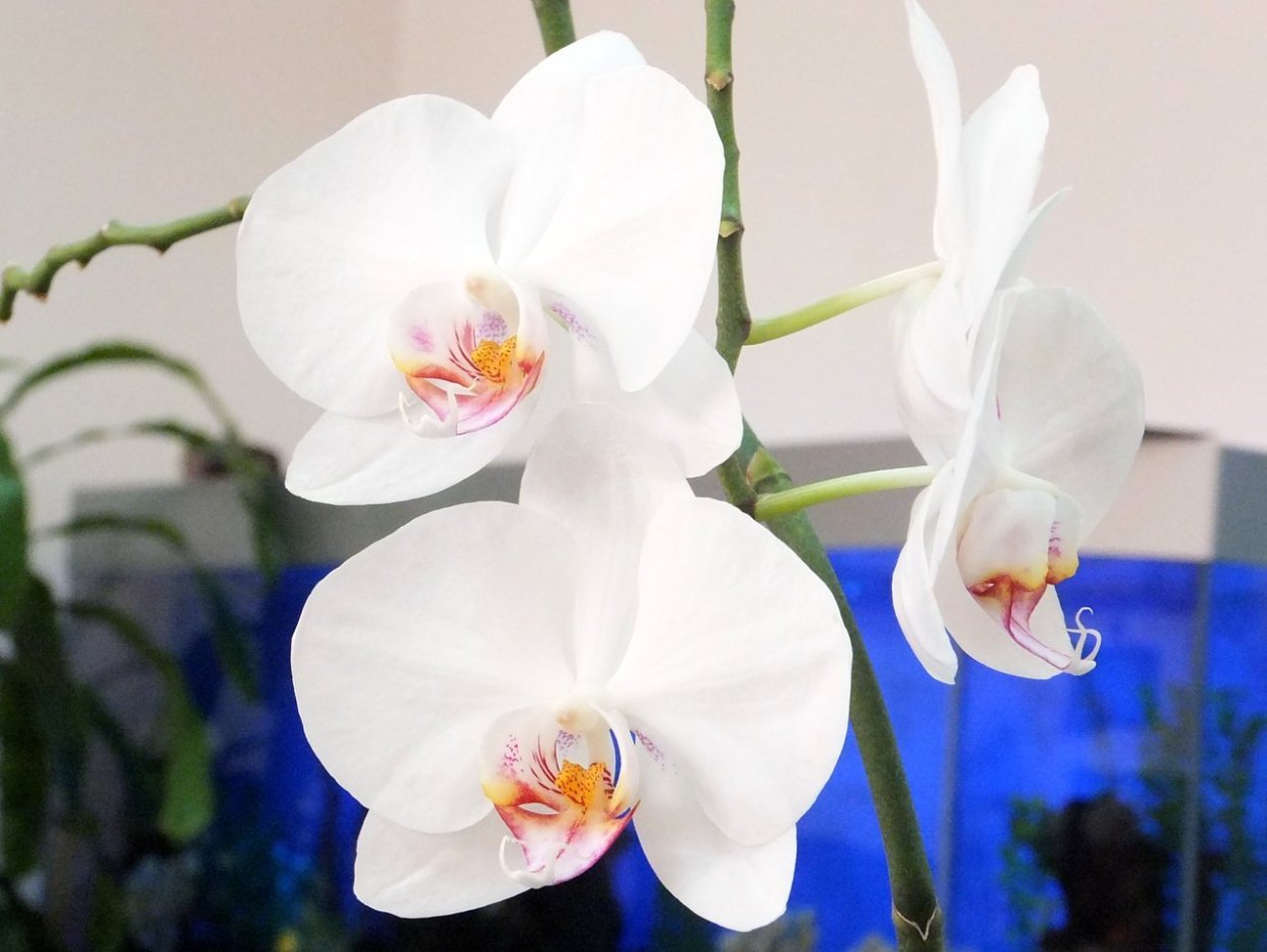 Фаленопсис Алабастер