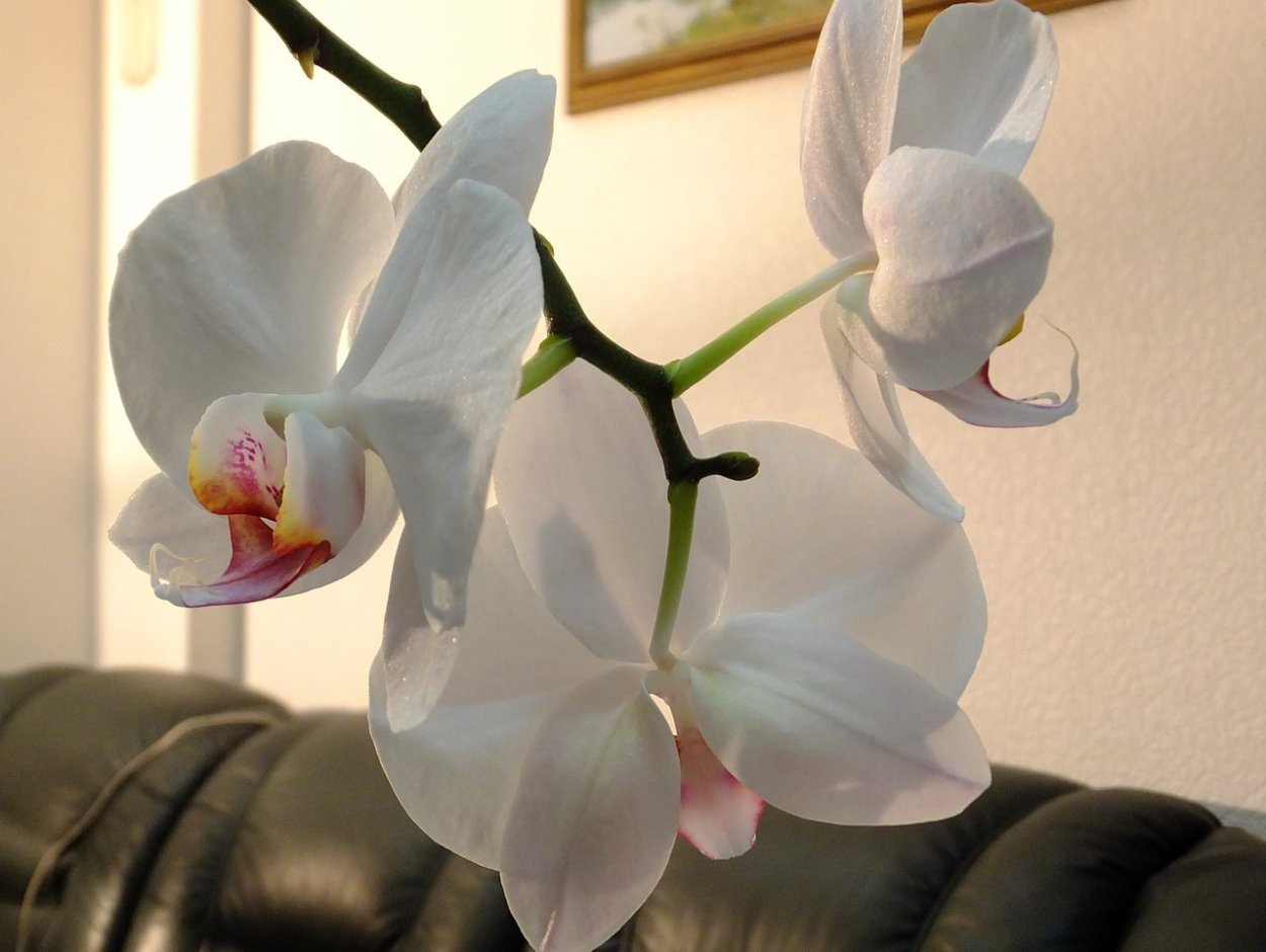 Орхидея фаленопсис Alabaster