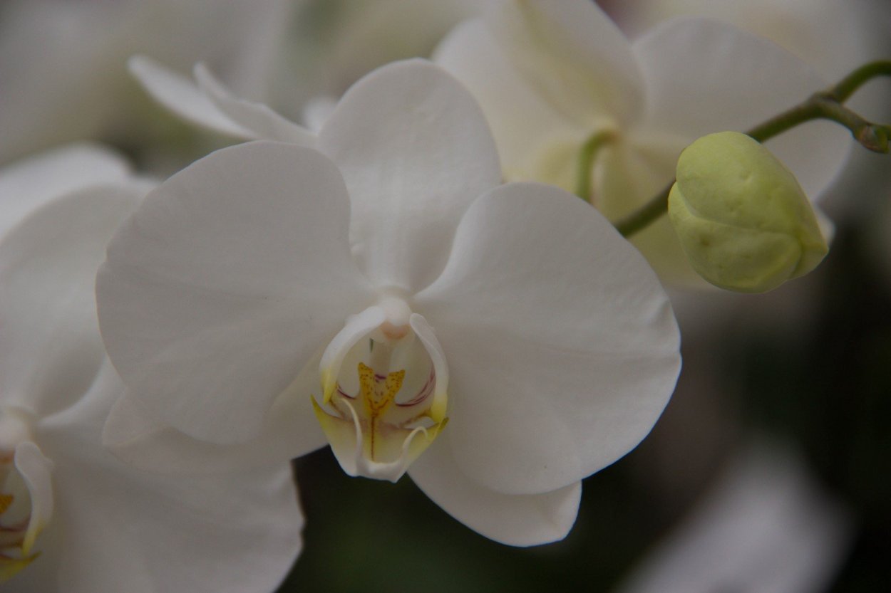 Орхидея Phalaenopsis Ikaria