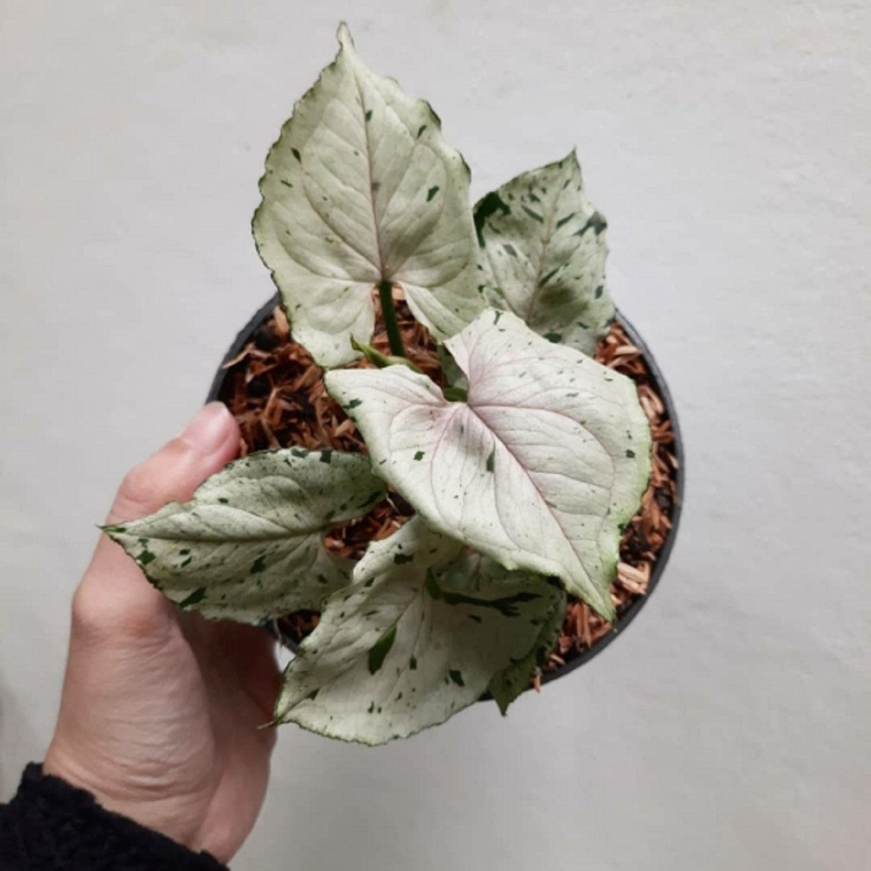 Сингониум Тиффани вариегатный