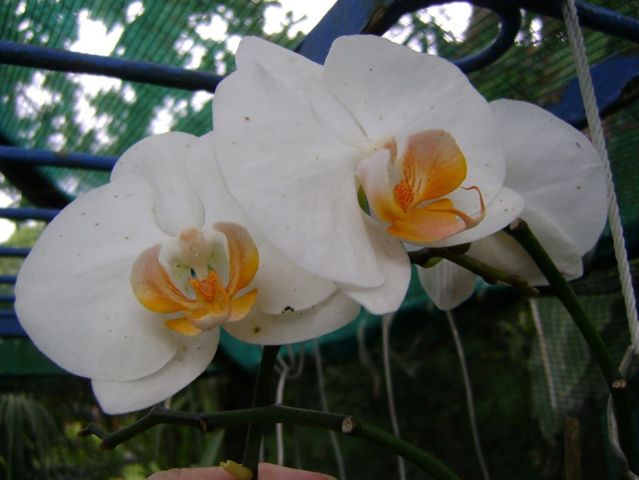 Фаленопсис Уайт Дрим